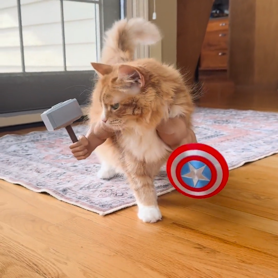 Funny Cat Muscle Arms